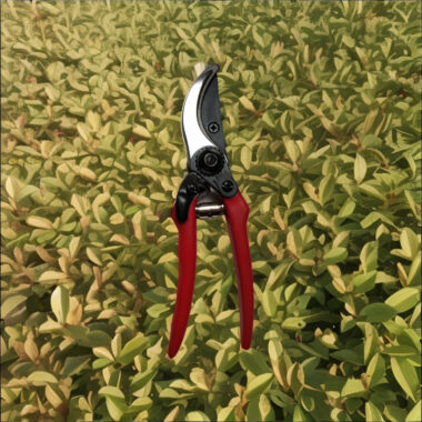High quality garden pruning shears for branch and fruit trimming 